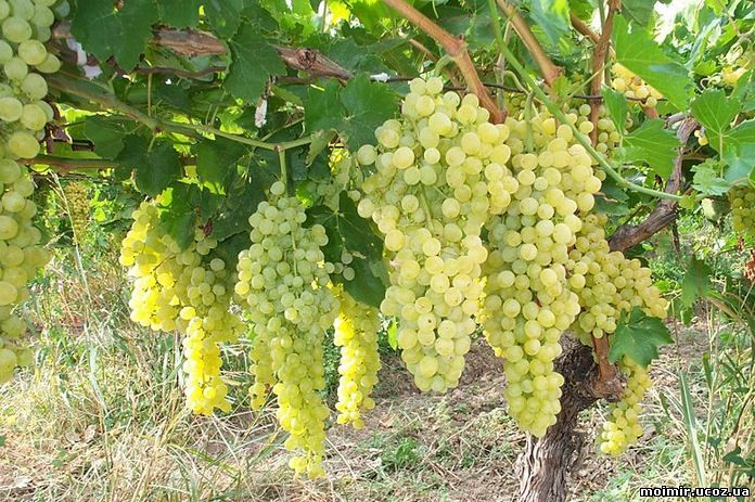 Как получить хороший урожай винограда